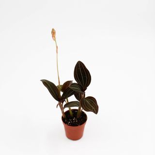 Ludisia discolor mini