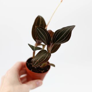 Ludisia discolor mini