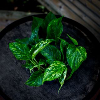 Epipremnum 'Marble Green' 12 cm