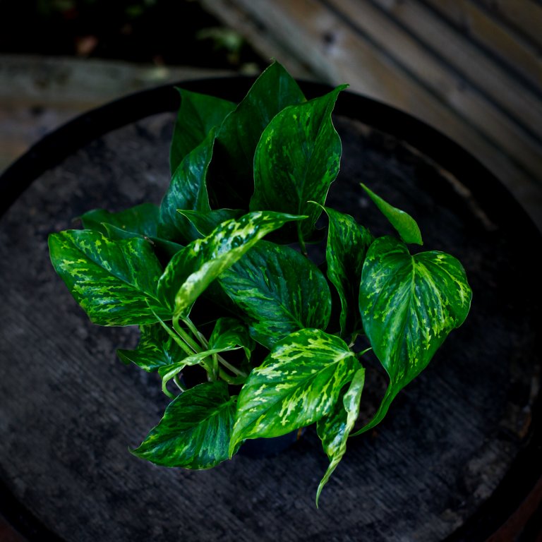 Epipremnum 'Marble Green' 12 cm