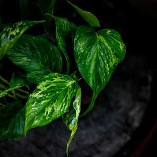 Epipremnum 'Marble Green' 12 cm