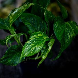 Epipremnum 'Marble Green' 12 cm