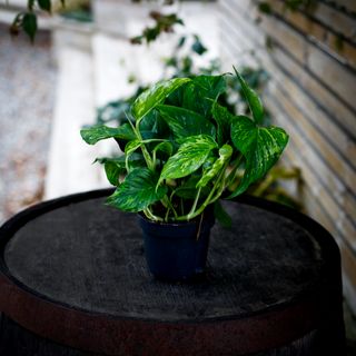 Epipremnum 'Marble Green' 12 cm