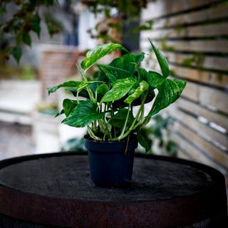 Epipremnum 'Marble Green' 12 cm