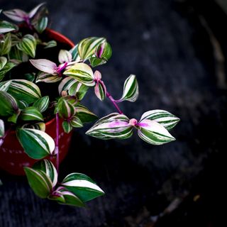 Tradescantia 'Tricolor'