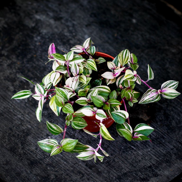 Tradescantia 'Tricolor' 10 cm
