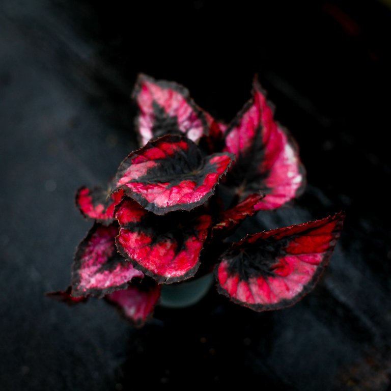 Begonia 'Red Kiss' 6 cm