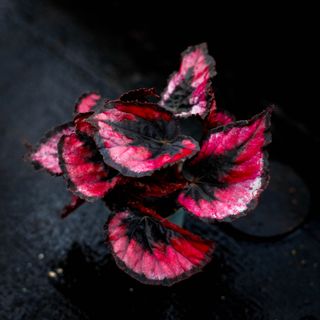 Begonia 'Red Kiss'