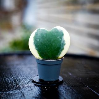 Hoya kerrii 'Variegata'