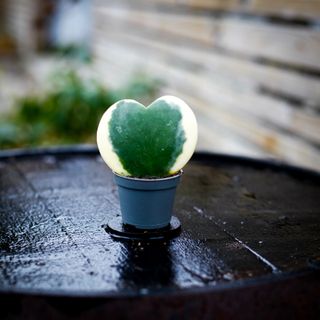 Hoya kerrii 'Variegata'