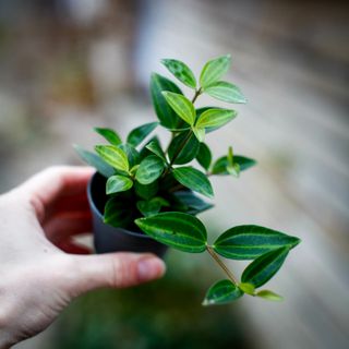 Peperomia