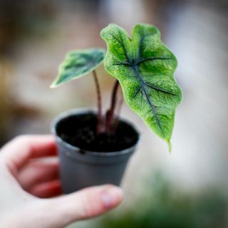 Alocasia 'Jacklyn'