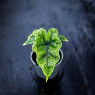 Alocasia 'Jacklyn'