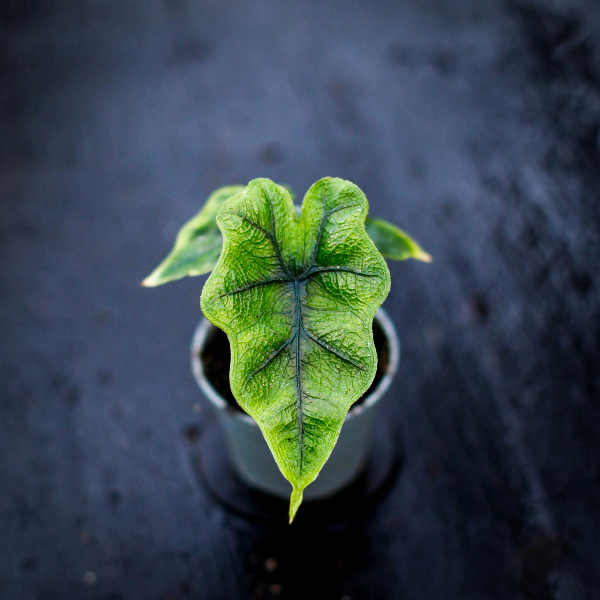 alocasia jacklyn blad