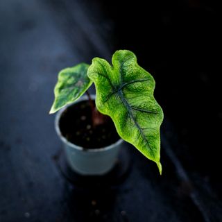 Alocasia 'Jacklyn'