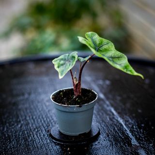 Alocasia 'Jacklyn'