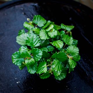 Karlbergare - Plectranthus verticillatus