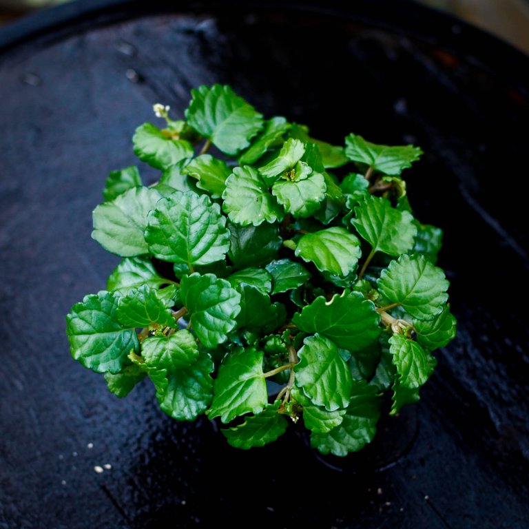 Karlbergare - Plectranthus verticillatus