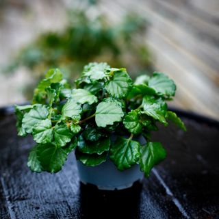 Karlbergare - Plectranthus verticillatus