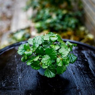 Karlbergare - Plectranthus verticillatus