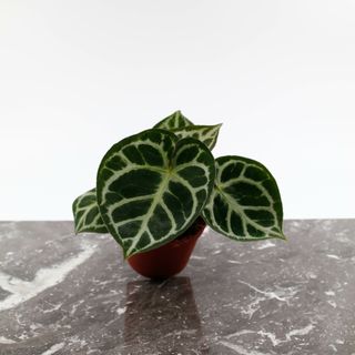 Anthurium 'Silver Blush' 12 cm