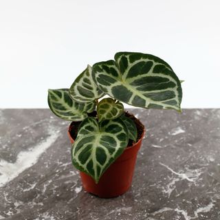 Anthurium 'Silver Blush' 12 cm