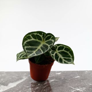 Anthurium 'Silver Blush' 12 cm