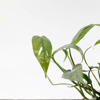 Epipremnum 'Cebu Blue' 12 cm