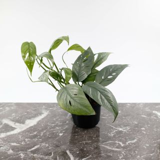 Epipremnum 'Cebu Blue' 12 cm