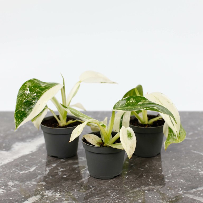 Philodendron 'Jose Buono' 6 cm