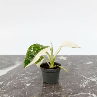 Philodendron 'Jose Buono'