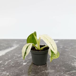 Philodendron 'Jose Buono'