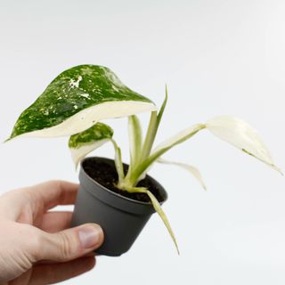 Philodendron 'Jose Buono'