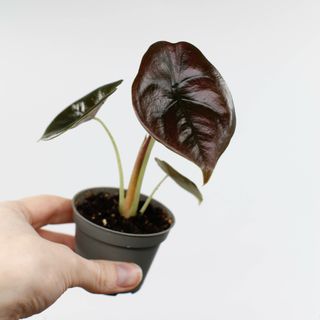 Alocasia 'Red Secret'