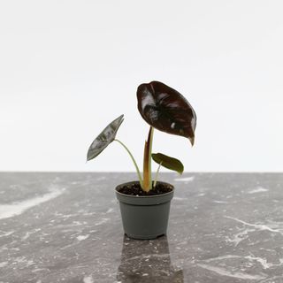 Alocasia 'Red Secret'