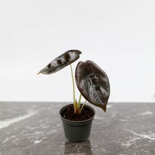 Alocasia 'Red Secret'