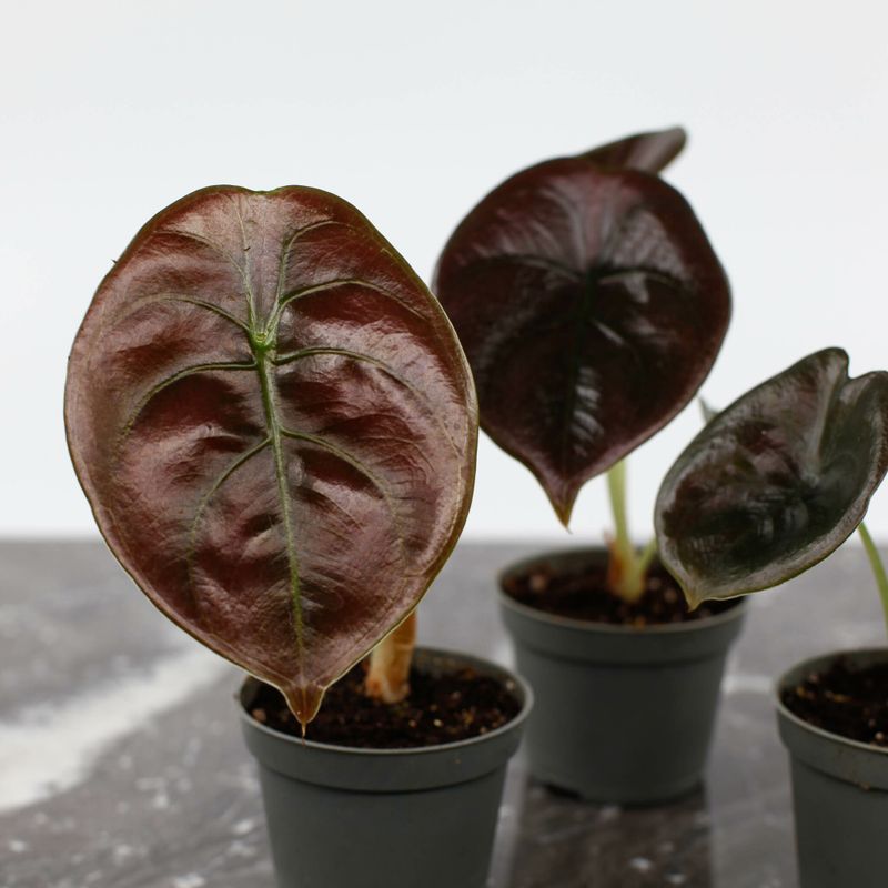 Alocasia Red Secret som kan odlas i mineralmix