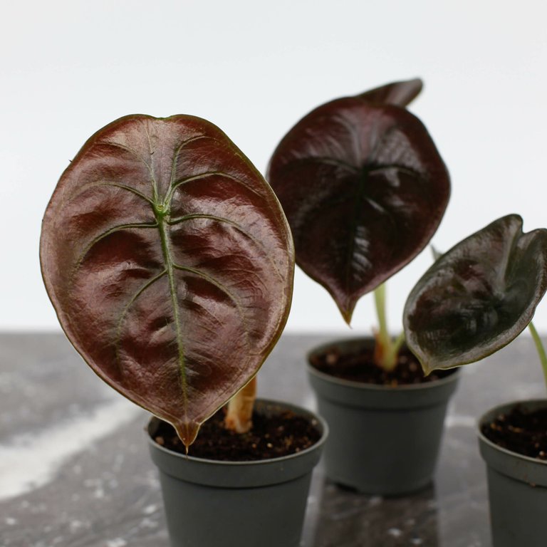 Alocasia cuprea 'Red Secret' 6 cm
