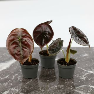 Alocasia 'Red Secret'