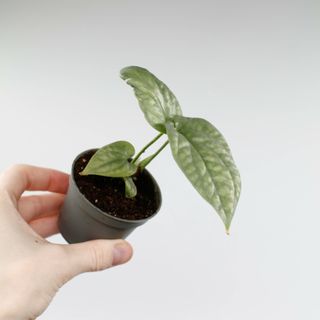 Amydrium medium 'Silver' 6 cm