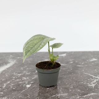 Amydrium medium 'Silver' 6 cm