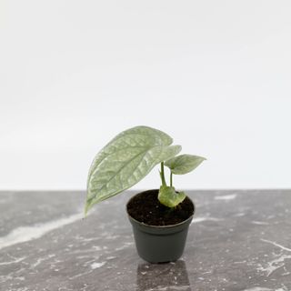 Amydrium medium 'Silver' 6 cm