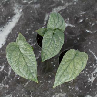 Amydrium medium 'Silver' 6 cm