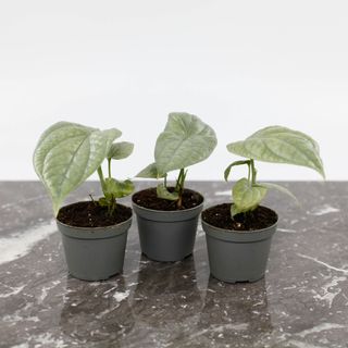Amydrium medium 'Silver' 6 cm