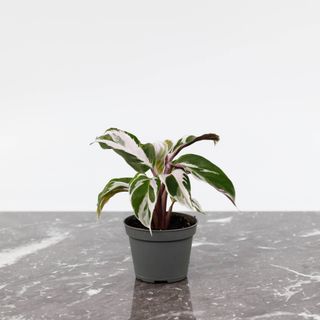 Calathea 'White Fusion'