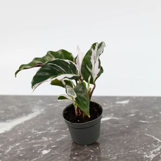 Calathea 'White Fusion'