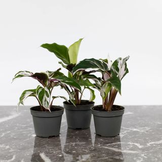 Calathea 'White Fusion'