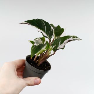 Calathea 'White Fusion'