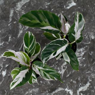 Calathea 'White Fusion'