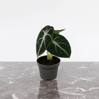 Alocasia 'Ninja'